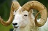 Wood Ram